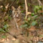 Sadha Instagram - The sneaky look! 😅 Found these while clearing up the phone. Jungle cat’s sighting from the month of Jan, during my shortest 2 safari trip to Pench, on the way to Kanha! 😀 The images were taken by @monudubey.pench as he had the best vantage point in our gypsy. He did send me these almost immediately, but me being me…. 🙄 Have done some basic edits on phone.. hope you’ll like! ☺️ #junglecat #pench #khursapar #safarilife Pench Khursapar, Maharashtra - India