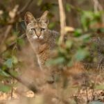 Sadha Instagram - The sneaky look! 😅 Found these while clearing up the phone. Jungle cat’s sighting from the month of Jan, during my shortest 2 safari trip to Pench, on the way to Kanha! 😀 The images were taken by @monudubey.pench as he had the best vantage point in our gypsy. He did send me these almost immediately, but me being me…. 🙄 Have done some basic edits on phone.. hope you’ll like! ☺️ #junglecat #pench #khursapar #safarilife Pench Khursapar, Maharashtra - India