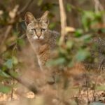 Sadha Instagram – The sneaky look! 😅
Found these while clearing up the phone. Jungle cat’s sighting from the month of Jan, during my shortest 2 safari trip to Pench, on the way to Kanha! 😀

The images were taken by @monudubey.pench as he had the best vantage point in our gypsy. He did send me these almost immediately, but me being me…. 🙄

Have done some basic edits on phone.. hope you’ll like! ☺️

#junglecat #pench #khursapar #safarilife Pench Khursapar, Maharashtra – India