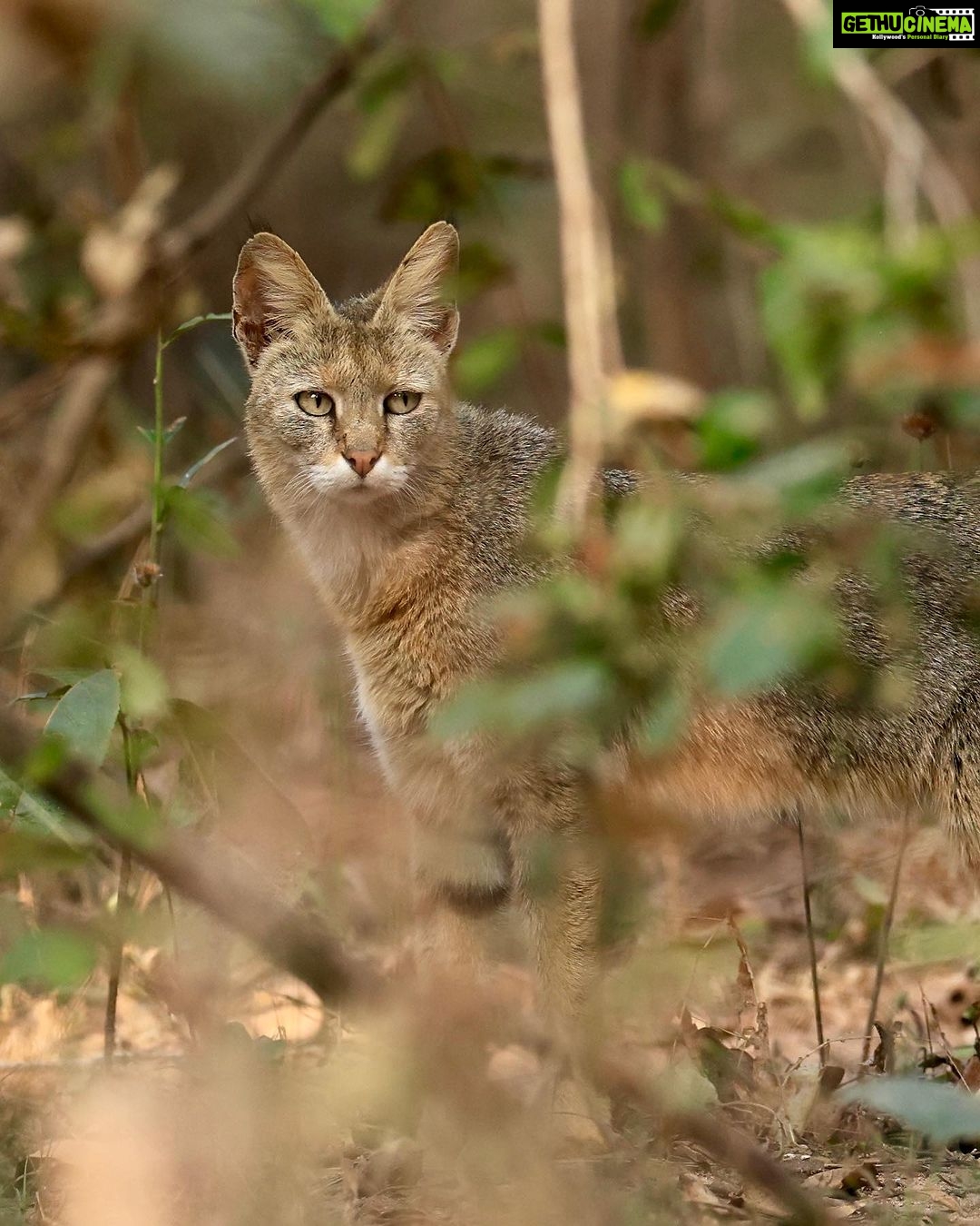Sadha Instagram - The sneaky look! 😅 Found these while clearing up the phone. Jungle cat’s sighting from the month of Jan, during my shortest 2 safari trip to Pench, on the way to Kanha! 😀 The images were taken by @monudubey.pench as he had the best vantage point in our gypsy. He did send me these almost immediately, but me being me…. 🙄 Have done some basic edits on phone.. hope you’ll like! ☺️ #junglecat #pench #khursapar #safarilife Pench Khursapar, Maharashtra - India