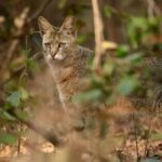 Sadha Instagram - The sneaky look! 😅 Found these while clearing up the phone. Jungle cat’s sighting from the month of Jan, during my shortest 2 safari trip to Pench, on the way to Kanha! 😀 The images were taken by @monudubey.pench as he had the best vantage point in our gypsy. He did send me these almost immediately, but me being me…. 🙄 Have done some basic edits on phone.. hope you’ll like! ☺️ #junglecat #pench #khursapar #safarilife Pench Khursapar, Maharashtra - India