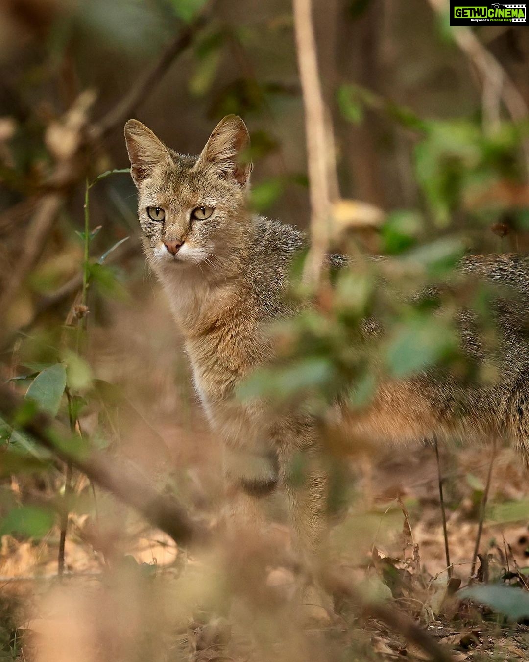 Sadha Instagram - The sneaky look! 😅 Found these while clearing up the phone. Jungle cat’s sighting from the month of Jan, during my shortest 2 safari trip to Pench, on the way to Kanha! 😀 The images were taken by @monudubey.pench as he had the best vantage point in our gypsy. He did send me these almost immediately, but me being me…. 🙄 Have done some basic edits on phone.. hope you’ll like! ☺️ #junglecat #pench #khursapar #safarilife Pench Khursapar, Maharashtra - India