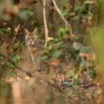 Sadha Instagram - The sneaky look! 😅 Found these while clearing up the phone. Jungle cat’s sighting from the month of Jan, during my shortest 2 safari trip to Pench, on the way to Kanha! 😀 The images were taken by @monudubey.pench as he had the best vantage point in our gypsy. He did send me these almost immediately, but me being me…. 🙄 Have done some basic edits on phone.. hope you’ll like! ☺️ #junglecat #pench #khursapar #safarilife Pench Khursapar, Maharashtra - India