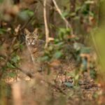 Sadha Instagram – The sneaky look! 😅
Found these while clearing up the phone. Jungle cat’s sighting from the month of Jan, during my shortest 2 safari trip to Pench, on the way to Kanha! 😀

The images were taken by @monudubey.pench as he had the best vantage point in our gypsy. He did send me these almost immediately, but me being me…. 🙄

Have done some basic edits on phone.. hope you’ll like! ☺️

#junglecat #pench #khursapar #safarilife Pench Khursapar, Maharashtra – India