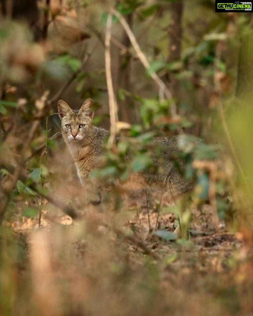 Sadha Instagram - The sneaky look! 😅 Found these while clearing up the phone. Jungle cat’s sighting from the month of Jan, during my shortest 2 safari trip to Pench, on the way to Kanha! 😀 The images were taken by @monudubey.pench as he had the best vantage point in our gypsy. He did send me these almost immediately, but me being me…. 🙄 Have done some basic edits on phone.. hope you’ll like! ☺️ #junglecat #pench #khursapar #safarilife Pench Khursapar, Maharashtra - India