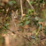 Sadha Instagram - The sneaky look! 😅 Found these while clearing up the phone. Jungle cat’s sighting from the month of Jan, during my shortest 2 safari trip to Pench, on the way to Kanha! 😀 The images were taken by @monudubey.pench as he had the best vantage point in our gypsy. He did send me these almost immediately, but me being me…. 🙄 Have done some basic edits on phone.. hope you’ll like! ☺️ #junglecat #pench #khursapar #safarilife Pench Khursapar, Maharashtra - India