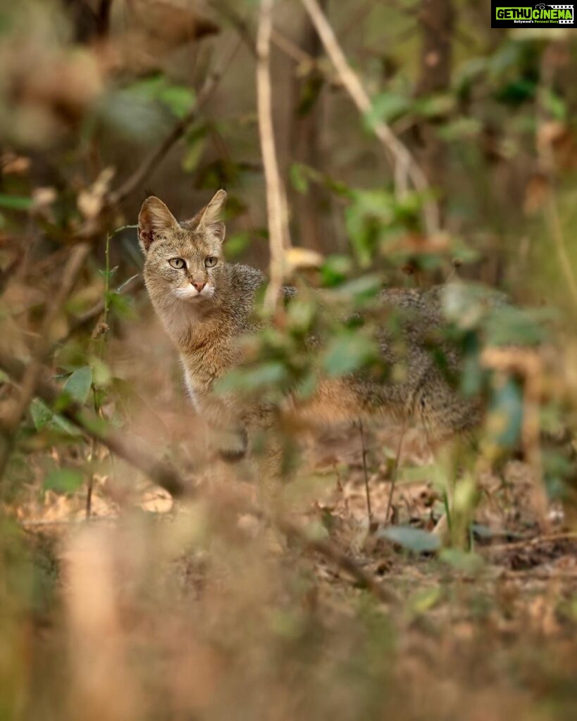 Sadha Instagram - The sneaky look! 😅 Found these while clearing up the phone. Jungle cat’s sighting from the month of Jan, during my shortest 2 safari trip to Pench, on the way to Kanha! 😀 The images were taken by @monudubey.pench as he had the best vantage point in our gypsy. He did send me these almost immediately, but me being me…. 🙄 Have done some basic edits on phone.. hope you’ll like! ☺️ #junglecat #pench #khursapar #safarilife Pench Khursapar, Maharashtra - India