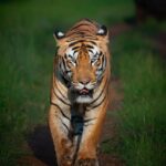 Sadha Instagram - “Hi! I’m Mowgli, the New King of the Prime Real Estate of Tadoba Range!” After being ousted by Chota Matka 2 years ago, from his own territory in buffers, Mowgli lied low for a year, only to be seen in Kolara buffers once in a while, before making a strong comeback in the core at the start of this year. He confronted both Rudra & Balram and was seen mating with Queen Maya herself in summer. Tourists were anxious during season opener, to know if he stayed back or the equations changed in monsoon. But Mowgli didn’t take too long to end this suspense. He gave the first road show of the season, on the 1st evening itself. After 2 days, he was seen in an entirely different area, establishing the fact that he has now taken over a large & prime area of Tadoba core & is here to stay. It was also my first time seeing him & I was lucky to be present in both these sightings. This image was made in the second one. Mowgli’s inspirational story teaches us to never give up in life. There are times when things don’t go in our favour but that could be the beginning of a new chapter in our journey, better than the previous one. Shot on @nikonindiaofficial z6ii + z 100-400mm lens #sadaa #sadaawildlifephotography #wildlife #wildlifephotography #tiger #savetigers #tadobaandharitigerreserve #tadoba #natgeoindia #natgeo #natgeotravel #natureinfocus #sanctuaryasia Tadoba - Andhari Tiger Reserve