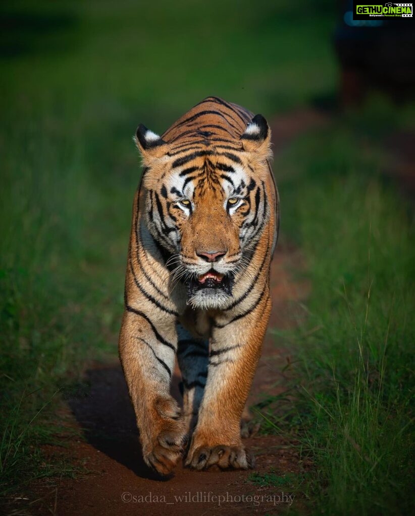 Sadha Instagram - “Hi! I’m Mowgli, the New King of the Prime Real Estate of Tadoba Range!” After being ousted by Chota Matka 2 years ago, from his own territory in buffers, Mowgli lied low for a year, only to be seen in Kolara buffers once in a while, before making a strong comeback in the core at the start of this year. He confronted both Rudra & Balram and was seen mating with Queen Maya herself in summer. Tourists were anxious during season opener, to know if he stayed back or the equations changed in monsoon. But Mowgli didn’t take too long to end this suspense. He gave the first road show of the season, on the 1st evening itself. After 2 days, he was seen in an entirely different area, establishing the fact that he has now taken over a large & prime area of Tadoba core & is here to stay. It was also my first time seeing him & I was lucky to be present in both these sightings. This image was made in the second one. Mowgli’s inspirational story teaches us to never give up in life. There are times when things don’t go in our favour but that could be the beginning of a new chapter in our journey, better than the previous one. Shot on @nikonindiaofficial z6ii + z 100-400mm lens #sadaa #sadaawildlifephotography #wildlife #wildlifephotography #tiger #savetigers #tadobaandharitigerreserve #tadoba #natgeoindia #natgeo #natgeotravel #natureinfocus #sanctuaryasia Tadoba - Andhari Tiger Reserve