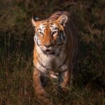 Sadha Instagram – The roads of Tadoba where she graced us with her glorious presence felt empty this time. I just hope she is fine and thriving wherever she is and praying this was not all that I saw of her. 😔

Writing this with teary eyes, as I head back home from my first ever season opener. Her absence left me with heavy heart even though sightings of other tigers were good. 

Mayaaa please come back… Tadoba doesn’t feel the same without you.. 

#maya #tadobanationalpark #tadobaandharitigerreserve Tadoba – Andhari Tiger Reserve