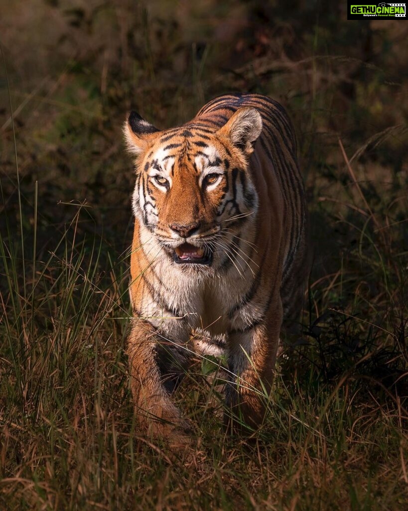 Sadha Instagram - The roads of Tadoba where she graced us with her glorious presence felt empty this time. I just hope she is fine and thriving wherever she is and praying this was not all that I saw of her. 😔 Writing this with teary eyes, as I head back home from my first ever season opener. Her absence left me with heavy heart even though sightings of other tigers were good. Mayaaa please come back… Tadoba doesn’t feel the same without you.. #maya #tadobanationalpark #tadobaandharitigerreserve Tadoba - Andhari Tiger Reserve