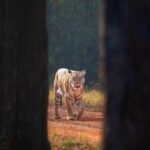Sadha Instagram - Never expected her to look at me from there, making it picture perfect moment! 🫠 3 more days before we get to witness a new chapter in Queen Maya’s life! 💚 #tadobaandharitigerreserve #sadaa #sadaasgreenlife #sadaawildlifephotography #wildlife #wildlifephotography #savetigers Tadoba - Andhari Tiger Reserve