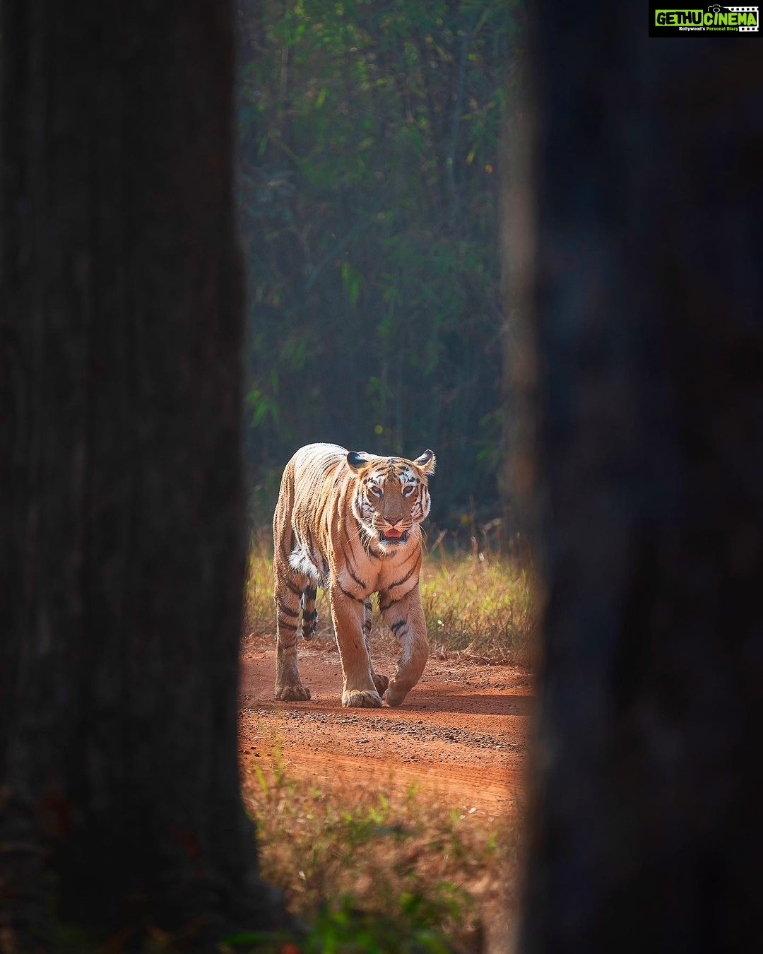 Sadha Instagram - Never expected her to look at me from there, making it picture perfect moment! 🫠3 more days before we get to witness a new chapter in Queen Maya’s life! 💚 #tadobaandharitigerreserve #sadaa #sadaasgreenlife #sadaawildlifephotography #wildlife #wildlifephotography #savetigers Tadoba - Andhari Tiger Reserve