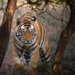 Sadha Instagram - The handsome hunk of RTR, T120.. In my very first & brief visit to RTR, I only wished to see this bold guy. In our 3rd & my last safari of the trip, we saw him in the most unexpected area, which belongs to another dominant male. No wonder he is also popular as Challenger! 😀 #rtr #ranthamborenationalpark #savetigers #sadaa #wildlife #wildlifephotography #sadaawildlifephotography #rajasthan #rajasthantourism Sawai Madhopur, Ranthambhore