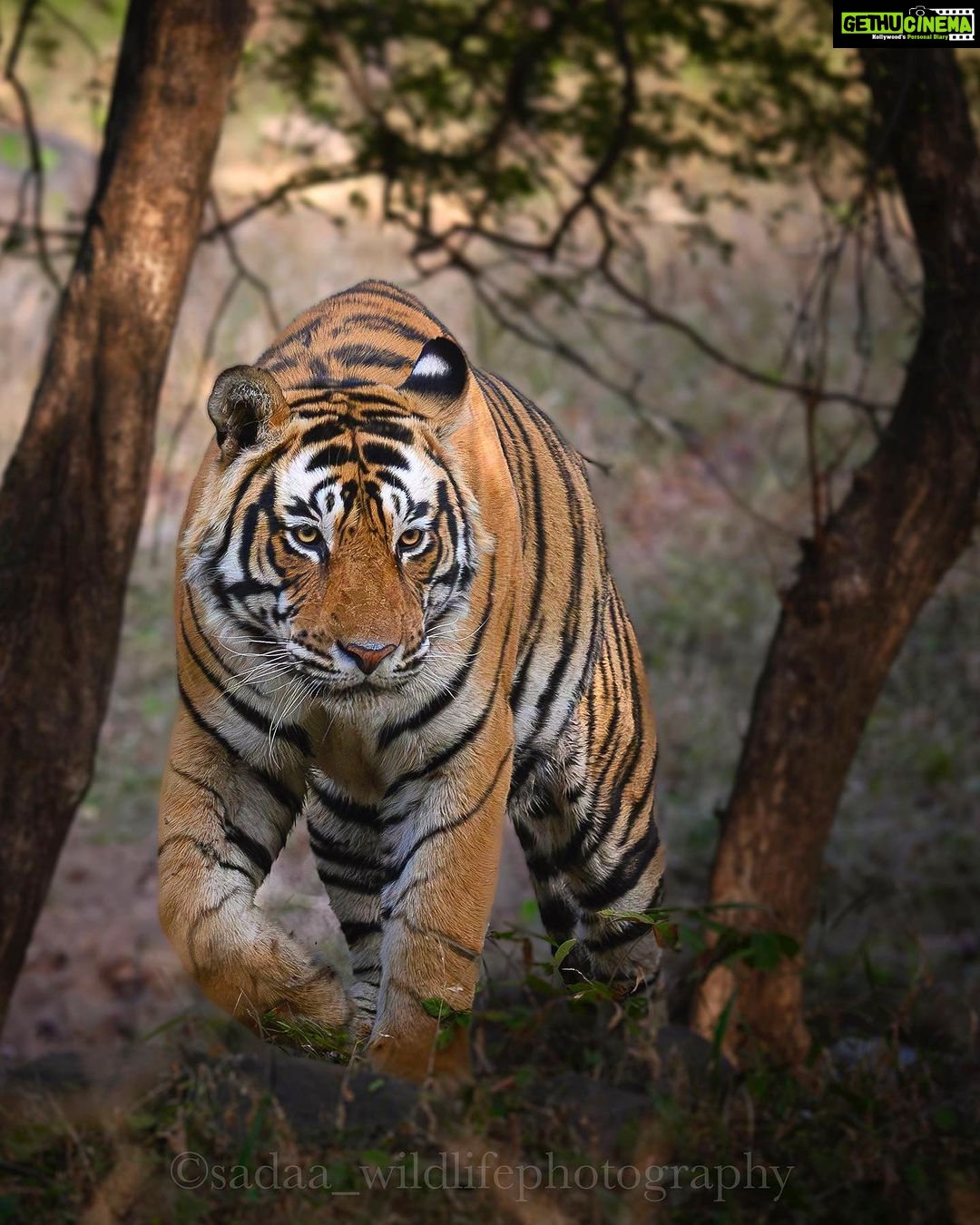 Sadha Instagram - The handsome hunk of RTR, T120.. In my very first & brief visit to RTR, I only wished to see this bold guy. In our 3rd & my last safari of the trip, we saw him in the most unexpected area, which belongs to another dominant male. No wonder he is also popular as Challenger! ๐ #rtr #ranthamborenationalpark #savetigers #sadaa #wildlife #wildlifephotography #sadaawildlifephotography #rajasthan #rajasthantourism Sawai Madhopur, Ranthambhore