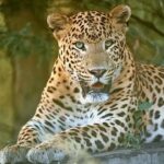 Sadha Instagram – Some beautiful moments with Mr. Rana, the young & bold leopard from #jhalana .. He is young but he surely has established his dominance in the entire jungle. Currently 4 females are raising cubs sired by him, showing he is here to rule. 

It was amazing to find him within few mins of entering the park letting us spend some quality time with him as no other gypsy was around. Credit goes @safariwithhemantdabi & driver Raju. Probably the only safari that made up the entire trip worth it.. 💚

#sadaa #sadaasgreenlife #wildlife #wildlifephotography #leopard #rana #rajasthantourism #jhalanaleopardsafari #leopard Jhalana Reserve Forest