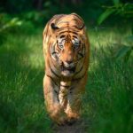 Sadha Instagram – Tiger in monsoon greens! And it’s icing on the cake, if it’s CM! My dream to get his head on finally came true with this sighting. I have mostly found him sleeping/resting. This day was no different. We got him sleeping first but luckily within half an hour he started to get active & I couldn’t control my excitement when he started walking towards the gypsy. 😀

However don’t know what’s with him that he looked down or sideways while walking, never straight into the camera. Like his mother Choti Tara, some say. I’m glad he made this eye contact at the right time! 💚☺️

I was so confused while editing this one as to which composition to choose. I tried different ones. More head room, more leg room, close & wide in each & then subject in the centre. And liked them all as each had a different flavour. After spending a long time, when I was still unable to make my mind, I reached out to my mother. 😅

She simplified it for me by saying, just share them all! However she voted for the second one. What’s your pick. Which one appeals to you more? 

#tadoba #tadobaandharitigerreserve #chotamatka #tiger #savetigers #wildlifephotography #sadaa #sadaasgreenlife #sadaawildlifephotography Tadoba – Andhari Tiger Reserve