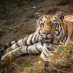 Sadha Instagram – A young mother who is beautifully raising her cubs. She is bold and so is her litter. I still don’t understand why she is called ‘Babli’ though.. 😅 

She was keeping a watchful eye on the tourists while her cubs took a nap right behind her. 

#sadaa #sadaawildlifephotography #wildlife #wildlifephotography #tadoba #tadobaandharitigerreserve #tigersofindia #savetigers Tadoba – Andhari Tiger Reserve