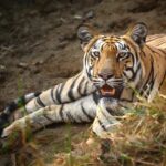 Sadha Instagram - A young mother who is beautifully raising her cubs. She is bold and so is her litter. I still don’t understand why she is called ‘Babli’ though.. 😅 She was keeping a watchful eye on the tourists while her cubs took a nap right behind her. #sadaa #sadaawildlifephotography #wildlife #wildlifephotography #tadoba #tadobaandharitigerreserve #tigersofindia #savetigers Tadoba - Andhari Tiger Reserve