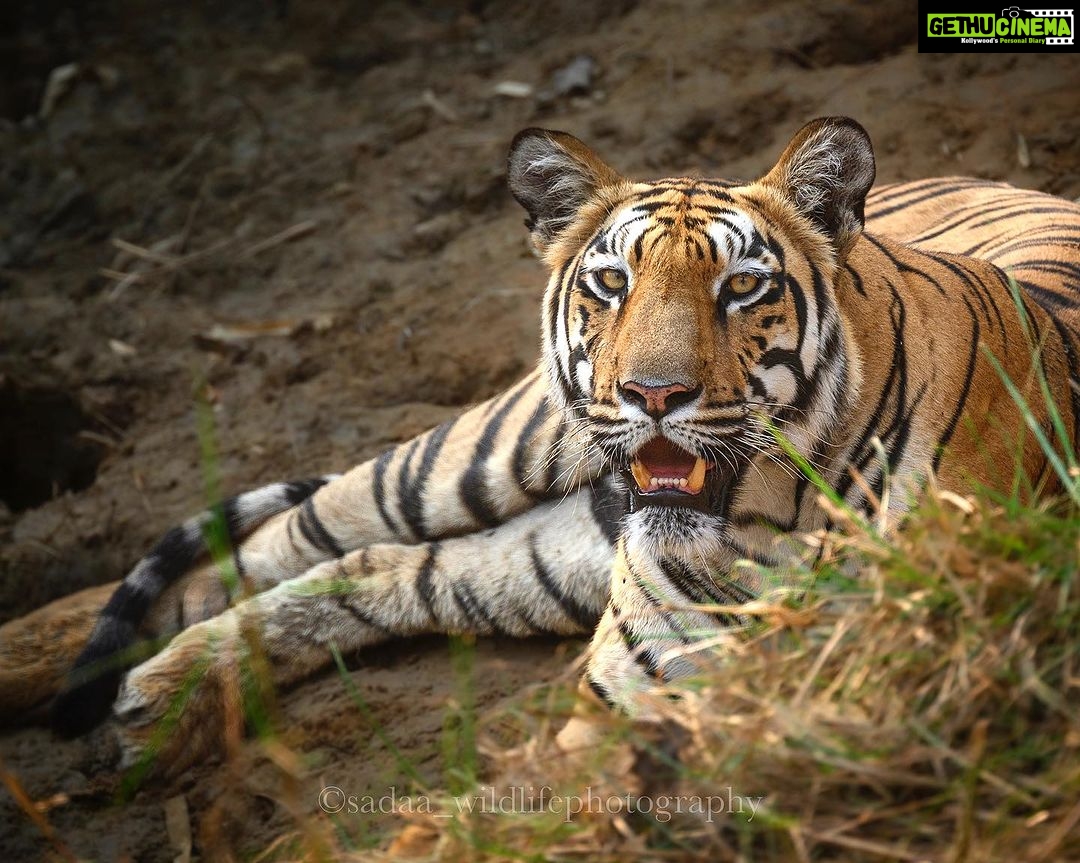Sadha Instagram - A young mother who is beautifully raising her cubs. She is bold and so is her litter. I still don’t understand why she is called ‘Babli’ though.. 😅 She was keeping a watchful eye on the tourists while her cubs took a nap right behind her. #sadaa #sadaawildlifephotography #wildlife #wildlifephotography #tadoba #tadobaandharitigerreserve #tigersofindia #savetigers Tadoba - Andhari Tiger Reserve