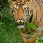 Sadha Instagram - He almost killed me with that intense look!! 😀 Shot on @nikonindiaofficial z6ii with Nikorr 100-400mm #sadaa #sadaasgreenlife #sadaawildlifephotography #wildlife #wildlifephotography #tigers #savetigers #tadoba #tadobaandharitigerreserve Tadoba - Andhari Tiger Reserve