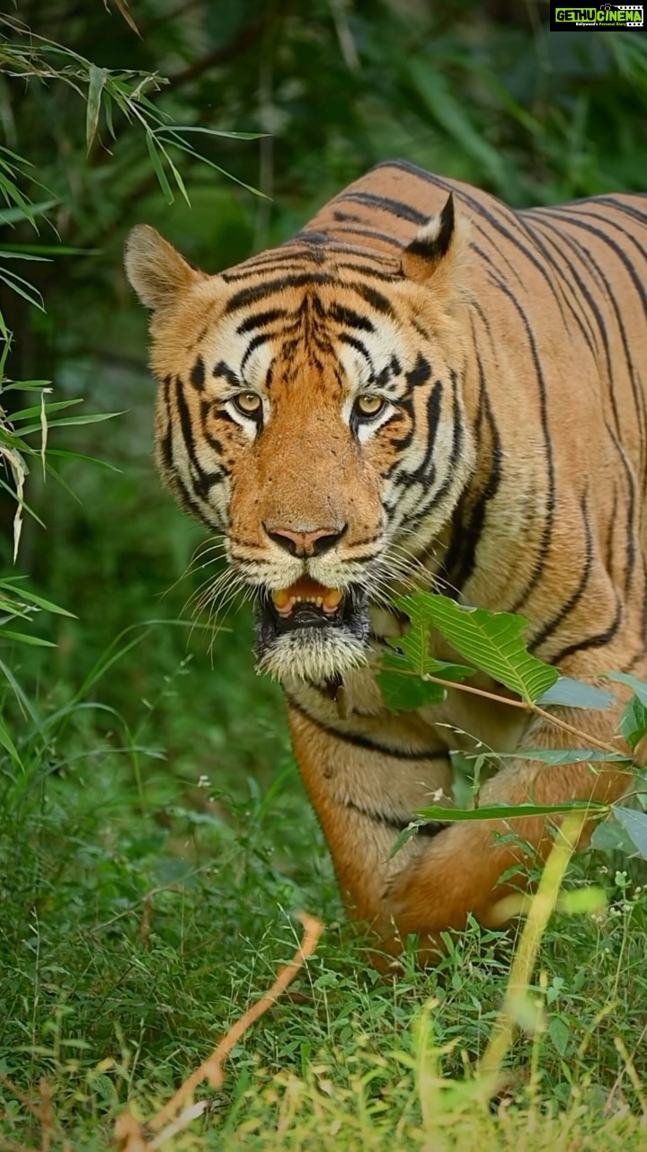 Sadha Instagram - He almost killed me with that intense look!! 😀 Shot on @nikonindiaofficial z6ii with Nikorr 100-400mm #sadaa #sadaasgreenlife #sadaawildlifephotography #wildlife #wildlifephotography #tigers #savetigers #tadoba #tadobaandharitigerreserve Tadoba - Andhari Tiger Reserve