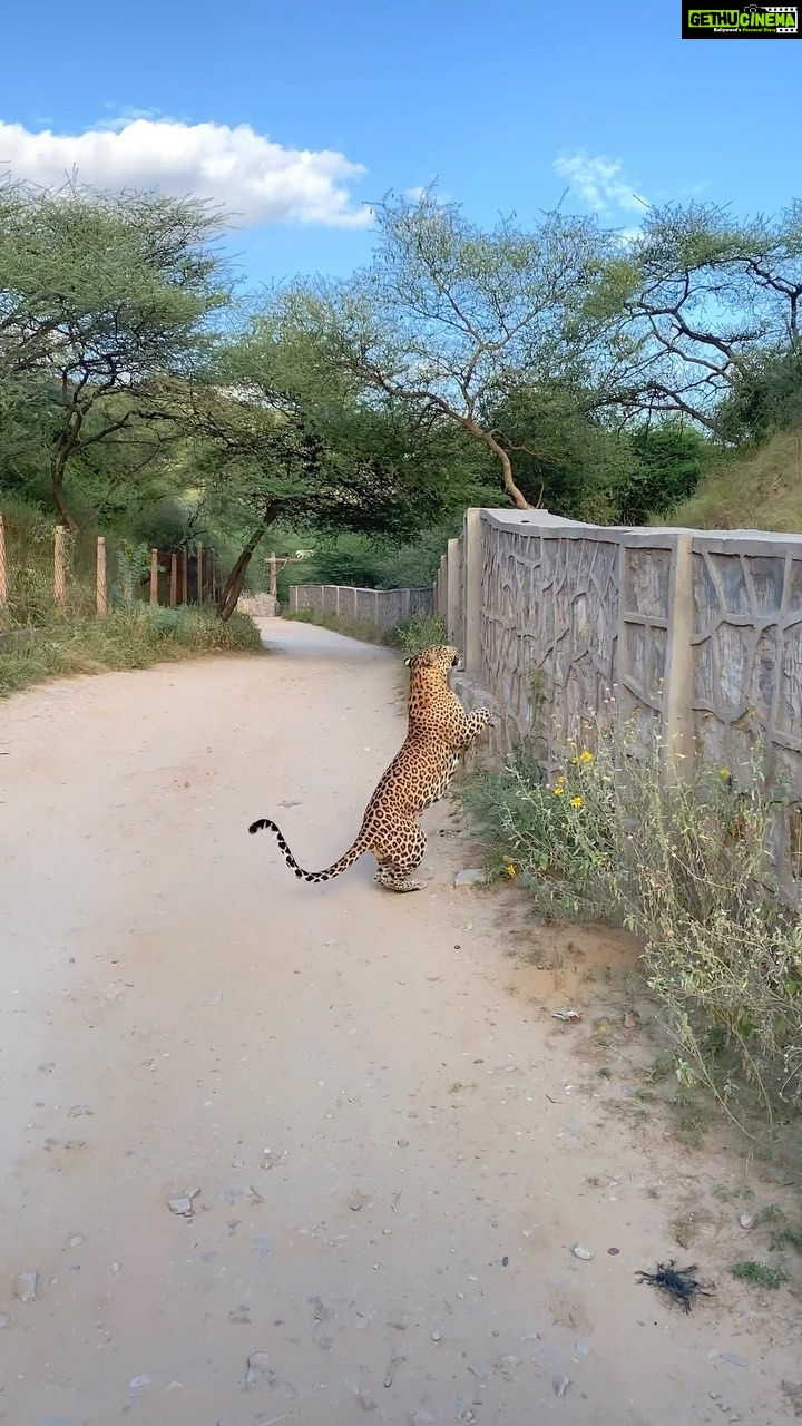 Sadha Instagram - Did you see the Peacock taking off in the background? 😅 Some sightings are such that you don’t even get a chance to lift the camera. This was one such of Mr. Rana! So much happened in such short time, that I couldn’t even process it all until I saw this beautiful video on my phone.. thank you @safariwithhemantdabi for shooting this for me.. ☺️🙏 #jhalanaleopardsafari #rajasthan #jaipur #leopard #sadaa #sadaasgreenlife Jhalana Reserve Forest