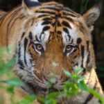 Sadha Instagram - The lost tiger, M3.. 💔 This video is been in the drafts of my editing app for a very long time now. I didn’t have the heart to share it since I heard that he is no longer seen in the tourism areas of Kisli, Kanha where I had seen him in the very initial days of my wildlife journey. No reports of his existence even in the non tourism area. I just hope he is alive & thriving. And like Yuvraj (dhamangaon male) who appeared after almost 10 months, M3 comes back too.. One of the boldest & most good looking males I have seen.. PS: I didn’t own a camera then. So the image is not clicked by me but the driver. I only edited it. Video shot on IPhone.. #kanha #savetigers #tigersofindia Kanha, Madhya Pradesh, India