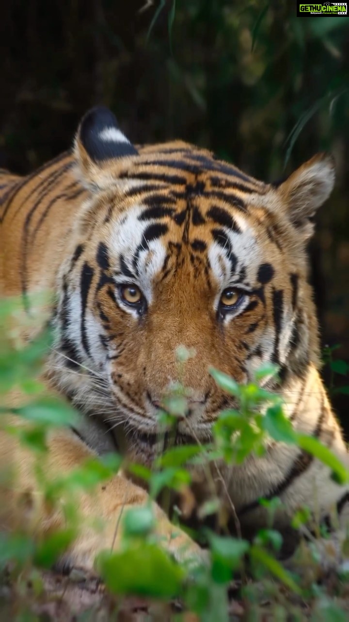 Sadha Instagram - The lost tiger, M3.. 💔 This video is been in the drafts of my editing app for a very long time now. I didn’t have the heart to share it since I heard that he is no longer seen in the tourism areas of Kisli, Kanha where I had seen him in the very initial days of my wildlife journey. No reports of his existence even in the non tourism area. I just hope he is alive & thriving. And like Yuvraj (dhamangaon male) who appeared after almost 10 months, M3 comes back too.. One of the boldest & most good looking males I have seen.. PS: I didn’t own a camera then. So the image is not clicked by me but the driver. I only edited it. Video shot on IPhone.. #kanha #savetigers #tigersofindia Kanha, Madhya Pradesh, India