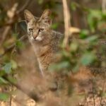 Sadha Instagram - The sneaky look! 😅 Found these while clearing up the phone. Jungle cat’s sighting from the month of Jan, during my shortest 2 safari trip to Pench, on the way to Kanha! 😀 The images were taken by @monudubey.pench as he had the best vantage point in our gypsy. He did send me these almost immediately, but me being me…. 🙄 Have done some basic edits on phone.. hope you’ll like! ☺️ #junglecat #pench #khursapar #safarilife Pench Khursapar, Maharashtra - India