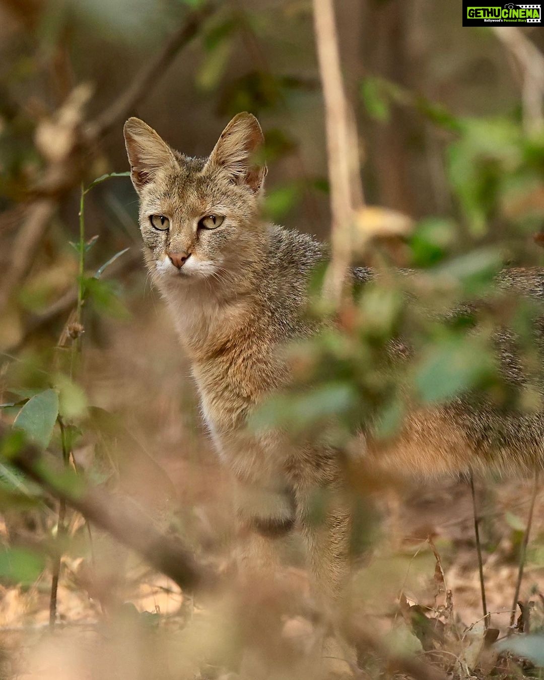 Sadha Instagram - The sneaky look! 😅 Found these while clearing up the phone. Jungle cat’s sighting from the month of Jan, during my shortest 2 safari trip to Pench, on the way to Kanha! 😀 The images were taken by @monudubey.pench as he had the best vantage point in our gypsy. He did send me these almost immediately, but me being me…. 🙄 Have done some basic edits on phone.. hope you’ll like! ☺️ #junglecat #pench #khursapar #safarilife Pench Khursapar, Maharashtra - India
