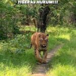 Sadha Instagram - No matter how hard we try, if the tiger doesn’t want to show up, he just won’t. That’s what makes the safari experience so fascinating. I have spent entire safari watching him sleep in the bushes, waiting for him to wake up. But he wouldn’t budge. And then safaris like these, where he walks like there’s no tomorrow.. with time, I feel my luck is getting better with him! #chotamatka 💚 #tadobaandharitigerreserve #tadoba #sadaa #monsoon #savetigers Tadoba - Andhari Tiger Reserve