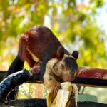 Sadha Instagram - Meet Nanhi, the Malabar/ Indian Giant Squirrel from Satpura! Her bold nature & sweet antics have gained her popularity, making her the face & Mascot of Satpura Tiger Reserve. She is regularly seen at the Churna gate of the Reserve & looks for food in the gypsies parked for lunch. Though we are not allowed to feed wild animals, she knows her way out by going through every nook & corner of the vehicles. This is how she got her priced banana. What a treat it was to watch her eat, up close! 😀 I can’t wait to see her in the upcoming trip to Satpura in Nov with my fav @ecotrailz 💚 If you ever visit Satpura Tiger Reserve, apart from big cats, Nanhi is someone you should look forward to! 🐿️ #sadaa #sadaasgreenlife #safariwithecotrailz #malabargiantsquirrel #satpura #wild #nature