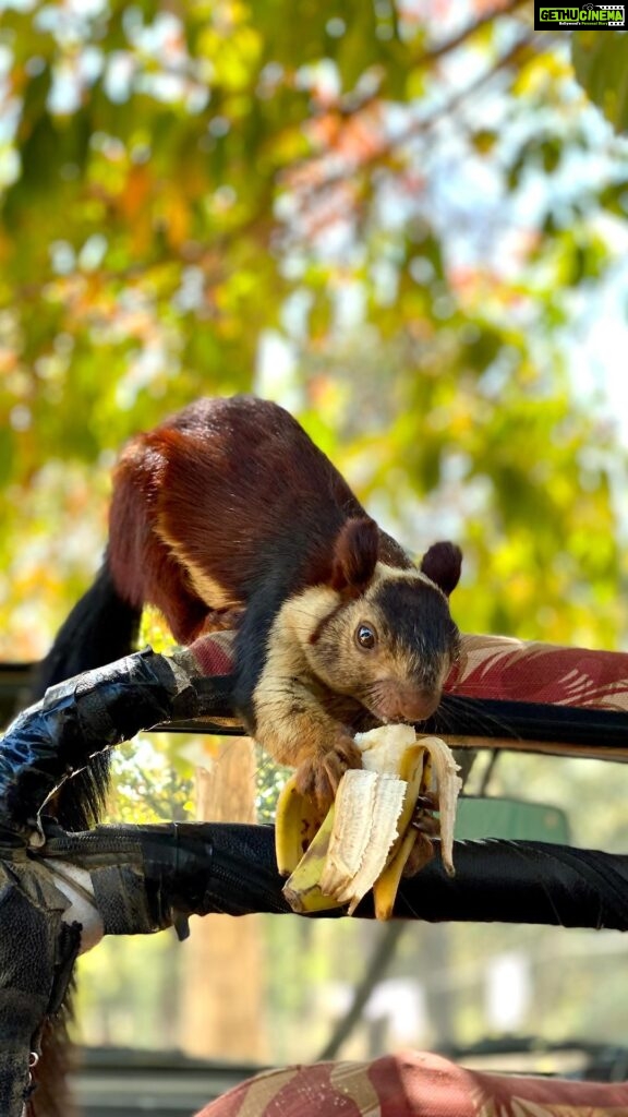 Sadha Instagram - Meet Nanhi, the Malabar/ Indian Giant Squirrel from Satpura! Her bold nature & sweet antics have gained her popularity, making her the face & Mascot of Satpura Tiger Reserve. She is regularly seen at the Churna gate of the Reserve & looks for food in the gypsies parked for lunch. Though we are not allowed to feed wild animals, she knows her way out by going through every nook & corner of the vehicles. This is how she got her priced banana. What a treat it was to watch her eat, up close! 😀 I can’t wait to see her in the upcoming trip to Satpura in Nov with my fav @ecotrailz 💚 If you ever visit Satpura Tiger Reserve, apart from big cats, Nanhi is someone you should look forward to! 🐿️ #sadaa #sadaasgreenlife #safariwithecotrailz #malabargiantsquirrel #satpura #wild #nature