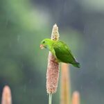 Sadha Instagram – Watch till the end to see the beautiful RED colour on the tail. Aren’t they cute? ☺️💚

Fun Fact: Did you know this is the only Parrot species we find in India? All the other species that we usually call Parrots are actually Parakeets! 😅

Vernal Hanging Parrots are tiny birds & have got their name from the way they hang upside down while foraging. I’ll be sharing one of those videos very soon! 

During this short trip, I also got the opportunity to try the new @nikonindiaofficial  Z 180-600mm f/5.6-6.3 lens on Z8 & I’m blown away with this combination.. 🙌 

Thank you @ratishnairphotography bro for this! 🙏

#birdphotography #birding #vernalhangingparrot #wildlifephotography #sadaa #sadaasgreenlife Saswad