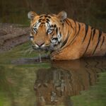 Sadha Instagram – Jr. Bajrang, from my last trip to Tadoba! Very elusive male, that probably hates the sight of humans. It was only after he was given enough and more space, he chilled in this water body for good 2 hours. Even then, once in a while, he did keep a check when there was any movement happening where all gypsies were parked. 

The reason why he is become like that was very obvious in my very first and probably the last visit to his home, Mamla buffer.. 

#sadaa #sadaasgreenlife #sadaawildlifephotography #tiger #savetigers #wildlife #wildlifephotography #tadoba #tadobanationalpark Tadoba – Andhari Tiger Reserve