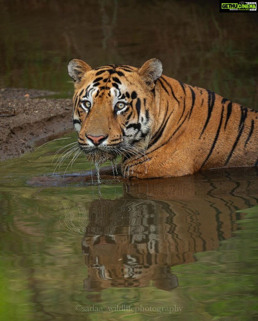Sadha Instagram - Jr. Bajrang, from my last trip to Tadoba! Very elusive male, that probably hates the sight of humans. It was only after he was given enough and more space, he chilled in this water body for good 2 hours. Even then, once in a while, he did keep a check when there was any movement happening where all gypsies were parked. The reason why he is become like that was very obvious in my very first and probably the last visit to his home, Mamla buffer.. #sadaa #sadaasgreenlife #sadaawildlifephotography #tiger #savetigers #wildlife #wildlifephotography #tadoba #tadobanationalpark Tadoba - Andhari Tiger Reserve