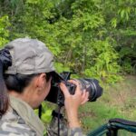 Sadha Instagram - Never seen a Tiger as calm, composed and confident around humans as the big daddy of Tadoba buffers.. It’s always a delight to see him! 💚 This sighting wasn’t possible without our skilled driver guide combo @tushar.raut35 and Prabhu respectively. Tracking him down with just one pug mark was a big deal. A sighting that was earned and one that’ll be one of my most favourites for a long time to come. ☺️ Shot on @nikonindiaofficial z6ii with Nikorr 100-400mm #chotamatka #tadobanationalpark #tadobaandharitigerreserve #sadaa #sadaasgreenlife #sadaawildlifephotography #wildlife #tigers #savetigers Tadoba - Andhari Tiger Reserve