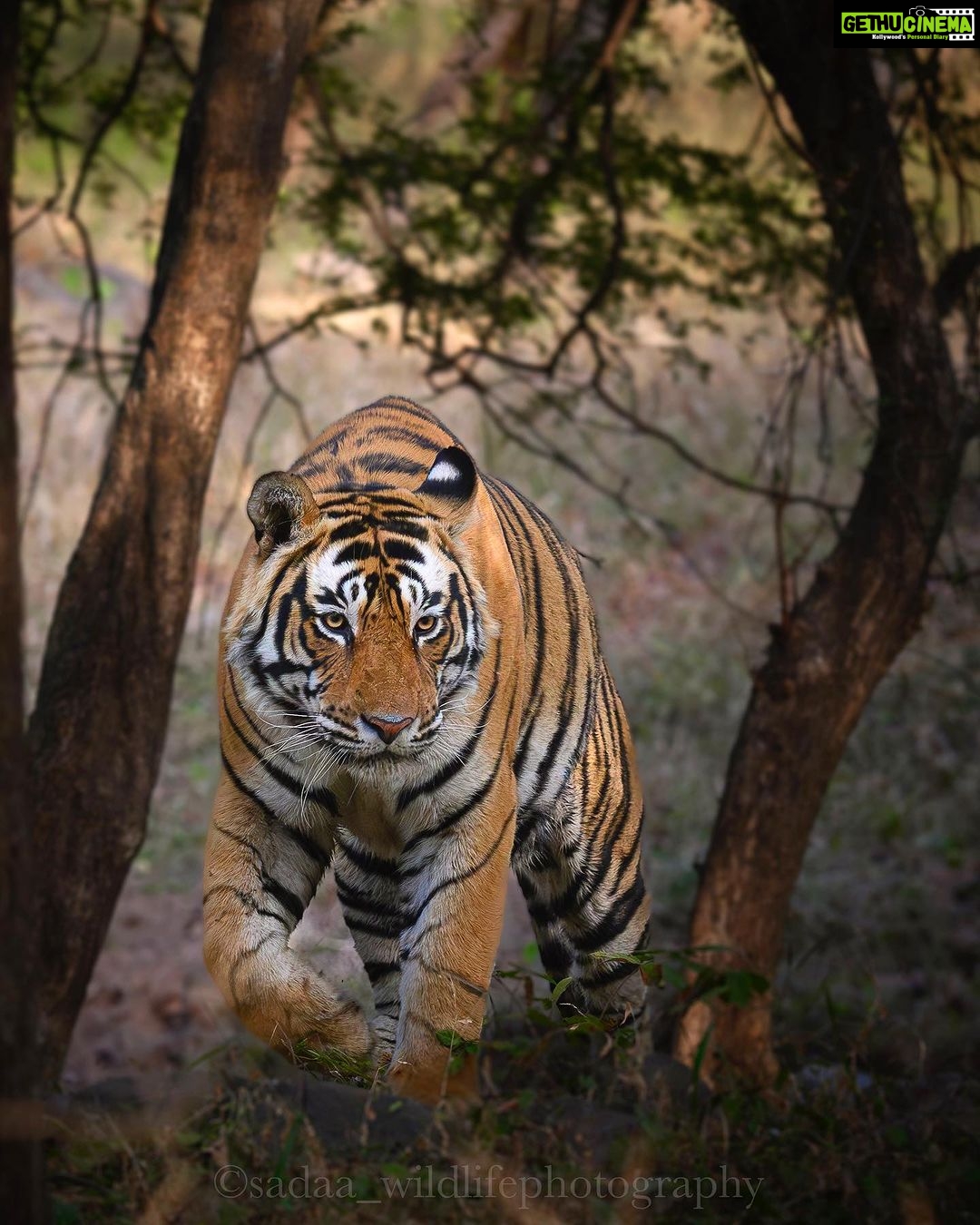 Sadha Instagram - The handsome hunk of RTR, T120.. In my very first & brief visit to RTR, I only wished to see this bold guy. In our 3rd & my last safari of the trip, we saw him in the most unexpected area, which belongs to another dominant male. No wonder he is also popular as Challenger! ๐ #rtr #ranthamborenationalpark #savetigers #sadaa #wildlife #wildlifephotography #sadaawildlifephotography #rajasthan #rajasthantourism Sawai Madhopur, Ranthambhore