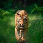 Sadha Instagram – Tiger in monsoon greens! And it’s icing on the cake, if it’s CM! My dream to get his head on finally came true with this sighting. I have mostly found him sleeping/resting. This day was no different. We got him sleeping first but luckily within half an hour he started to get active & I couldn’t control my excitement when he started walking towards the gypsy. 😀

However don’t know what’s with him that he looked down or sideways while walking, never straight into the camera. Like his mother Choti Tara, some say. I’m glad he made this eye contact at the right time! 💚☺️

I was so confused while editing this one as to which composition to choose. I tried different ones. More head room, more leg room, close & wide in each & then subject in the centre. And liked them all as each had a different flavour. After spending a long time, when I was still unable to make my mind, I reached out to my mother. 😅

She simplified it for me by saying, just share them all! However she voted for the second one. What’s your pick. Which one appeals to you more? 

#tadoba #tadobaandharitigerreserve #chotamatka #tiger #savetigers #wildlifephotography #sadaa #sadaasgreenlife #sadaawildlifephotography Tadoba – Andhari Tiger Reserve