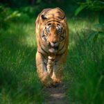 Sadha Instagram – Tiger in monsoon greens! And it’s icing on the cake, if it’s CM! My dream to get his head on finally came true with this sighting. I have mostly found him sleeping/resting. This day was no different. We got him sleeping first but luckily within half an hour he started to get active & I couldn’t control my excitement when he started walking towards the gypsy. 😀

However don’t know what’s with him that he looked down or sideways while walking, never straight into the camera. Like his mother Choti Tara, some say. I’m glad he made this eye contact at the right time! 💚☺️

I was so confused while editing this one as to which composition to choose. I tried different ones. More head room, more leg room, close & wide in each & then subject in the centre. And liked them all as each had a different flavour. After spending a long time, when I was still unable to make my mind, I reached out to my mother. 😅

She simplified it for me by saying, just share them all! However she voted for the second one. What’s your pick. Which one appeals to you more? 

#tadoba #tadobaandharitigerreserve #chotamatka #tiger #savetigers #wildlifephotography #sadaa #sadaasgreenlife #sadaawildlifephotography Tadoba – Andhari Tiger Reserve