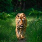 Sadha Instagram – Tiger in monsoon greens! And it’s icing on the cake, if it’s CM! My dream to get his head on finally came true with this sighting. I have mostly found him sleeping/resting. This day was no different. We got him sleeping first but luckily within half an hour he started to get active & I couldn’t control my excitement when he started walking towards the gypsy. 😀

However don’t know what’s with him that he looked down or sideways while walking, never straight into the camera. Like his mother Choti Tara, some say. I’m glad he made this eye contact at the right time! 💚☺️

I was so confused while editing this one as to which composition to choose. I tried different ones. More head room, more leg room, close & wide in each & then subject in the centre. And liked them all as each had a different flavour. After spending a long time, when I was still unable to make my mind, I reached out to my mother. 😅

She simplified it for me by saying, just share them all! However she voted for the second one. What’s your pick. Which one appeals to you more? 

#tadoba #tadobaandharitigerreserve #chotamatka #tiger #savetigers #wildlifephotography #sadaa #sadaasgreenlife #sadaawildlifephotography Tadoba – Andhari Tiger Reserve