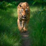 Sadha Instagram – Tiger in monsoon greens! And it’s icing on the cake, if it’s CM! My dream to get his head on finally came true with this sighting. I have mostly found him sleeping/resting. This day was no different. We got him sleeping first but luckily within half an hour he started to get active & I couldn’t control my excitement when he started walking towards the gypsy. 😀

However don’t know what’s with him that he looked down or sideways while walking, never straight into the camera. Like his mother Choti Tara, some say. I’m glad he made this eye contact at the right time! 💚☺️

I was so confused while editing this one as to which composition to choose. I tried different ones. More head room, more leg room, close & wide in each & then subject in the centre. And liked them all as each had a different flavour. After spending a long time, when I was still unable to make my mind, I reached out to my mother. 😅

She simplified it for me by saying, just share them all! However she voted for the second one. What’s your pick. Which one appeals to you more? 

#tadoba #tadobaandharitigerreserve #chotamatka #tiger #savetigers #wildlifephotography #sadaa #sadaasgreenlife #sadaawildlifephotography Tadoba – Andhari Tiger Reserve