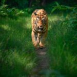 Sadha Instagram – Tiger in monsoon greens! And it’s icing on the cake, if it’s CM! My dream to get his head on finally came true with this sighting. I have mostly found him sleeping/resting. This day was no different. We got him sleeping first but luckily within half an hour he started to get active & I couldn’t control my excitement when he started walking towards the gypsy. 😀

However don’t know what’s with him that he looked down or sideways while walking, never straight into the camera. Like his mother Choti Tara, some say. I’m glad he made this eye contact at the right time! 💚☺️

I was so confused while editing this one as to which composition to choose. I tried different ones. More head room, more leg room, close & wide in each & then subject in the centre. And liked them all as each had a different flavour. After spending a long time, when I was still unable to make my mind, I reached out to my mother. 😅

She simplified it for me by saying, just share them all! However she voted for the second one. What’s your pick. Which one appeals to you more? 

#tadoba #tadobaandharitigerreserve #chotamatka #tiger #savetigers #wildlifephotography #sadaa #sadaasgreenlife #sadaawildlifephotography Tadoba – Andhari Tiger Reserve
