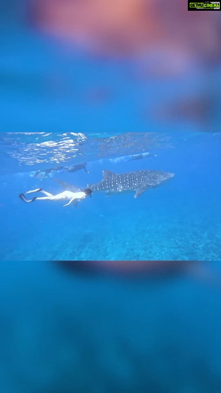 Sagarika Ghatge Instagram - Undeniably, the most stunning underwater experience, pure euphoria as we swim alongside a magnificent whale shark, creating an unforgettable and magical moment that will stay with me forever. Every underwater adventure for me, opens up a world of wonder. Diving beneath the surface and immersing in the vibrant colours, the tranquility of the sea, and the mesmerising marine life. Nothing beats an experience, a profound connection with nature that fills your heart. It’s in these depths where one truly comes alive! Thank you @shaj_maldives for capturing the video. @conrad_maldives @eastern.travels
