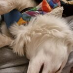 Sakshi Chaudhary Instagram - Hahahaha my cutie is fast asleep 😴 Always my stress buster!! My brat boy 🐕 #justhome #mybaby #instagram #love #live #life #explorepage #explore #instagood #fashion #lifestyle #follow  #like  #photography #india #trend #instadaily #music #style #reels #foryou #likes #photooftheday #beautiful #smile #art #nature #insta #trending