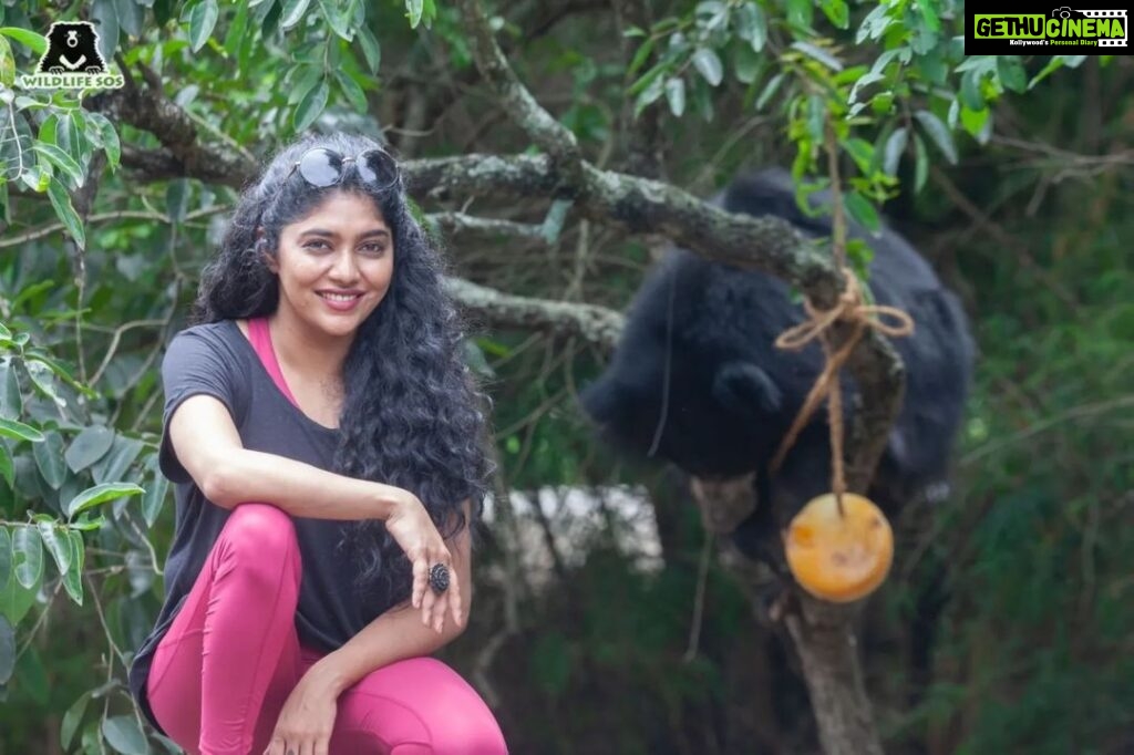 Samyukta Hornad Instagram - Team Wildlife SOS was delighted to play host to the supremely talented actor and avid animal lover, Samyukta Hornad. She visited the Bannerghatta Bear Rescue Centre today to celebrate the rescue anniversary of three of our beloved sloth bears - Gayathri, Gomathi, and Ganga. The three bears were rescued by our team as young cubs in 2006, from a small town in Karnataka. To celebrate their 16th rescueversary, the caregivers diligently prepared a fruit-laden feast along with ice popsicle treats. The happy bears devoured their special treats all in the blink of an eye! The festive day concluded as Samyukta interacted with our veterinary officers, caregivers, and other team members to learn more about our work. We are truly grateful to Samyukta Hornad for her constant support that enables us to save India's wildlife! #wildlifesos #wildlife #wildlifesosindia #bannerghatta #karnataka #rescueversary #slothbears #bears #samyukta #samyuktahornad #animals #wildlifeconservation #conservation #bearsofinstagram #rescuedanimals
