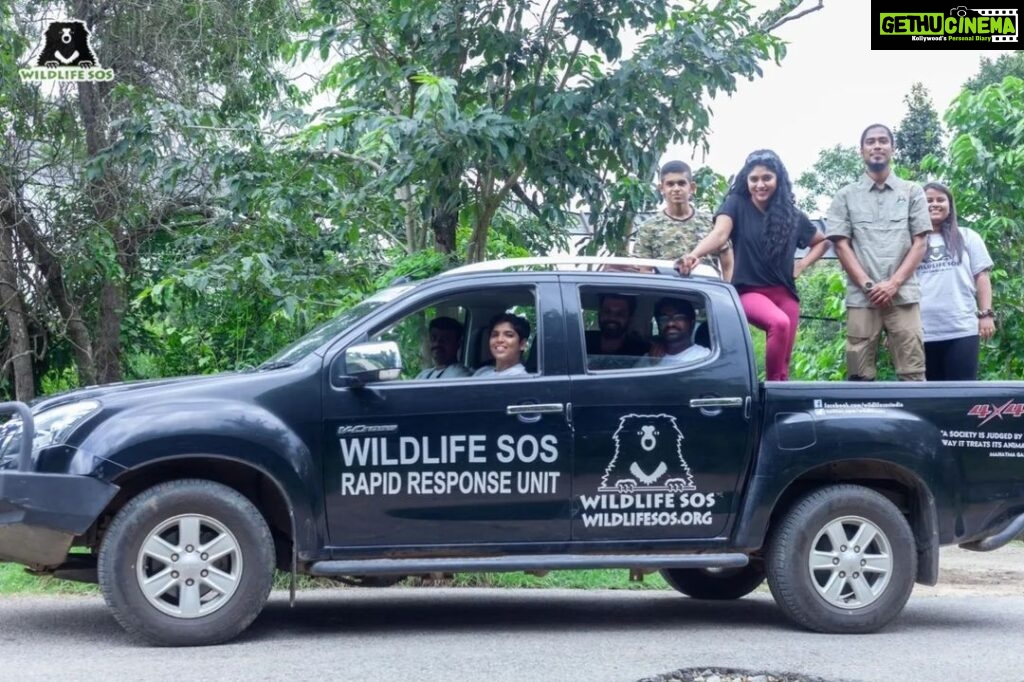 Samyukta Hornad Instagram - Team Wildlife SOS was delighted to play host to the supremely talented actor and avid animal lover, Samyukta Hornad. She visited the Bannerghatta Bear Rescue Centre today to celebrate the rescue anniversary of three of our beloved sloth bears - Gayathri, Gomathi, and Ganga. The three bears were rescued by our team as young cubs in 2006, from a small town in Karnataka. To celebrate their 16th rescueversary, the caregivers diligently prepared a fruit-laden feast along with ice popsicle treats. The happy bears devoured their special treats all in the blink of an eye! The festive day concluded as Samyukta interacted with our veterinary officers, caregivers, and other team members to learn more about our work. We are truly grateful to Samyukta Hornad for her constant support that enables us to save India's wildlife! #wildlifesos #wildlife #wildlifesosindia #bannerghatta #karnataka #rescueversary #slothbears #bears #samyukta #samyuktahornad #animals #wildlifeconservation #conservation #bearsofinstagram #rescuedanimals