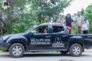 Samyukta Hornad Instagram - Team Wildlife SOS was delighted to play host to the supremely talented actor and avid animal lover, Samyukta Hornad. She visited the Bannerghatta Bear Rescue Centre today to celebrate the rescue anniversary of three of our beloved sloth bears - Gayathri, Gomathi, and Ganga.

The three bears were rescued by our team as young cubs in 2006, from a small town in Karnataka. To celebrate their 16th rescueversary, the caregivers diligently prepared a fruit-laden feast along with ice popsicle treats. The happy bears devoured their special treats all in the blink of an eye!

The festive day concluded as Samyukta interacted with our veterinary officers, caregivers, and other team members to learn more about our work. We are truly grateful to Samyukta Hornad for her constant support that enables us to save India's wildlife!

#wildlifesos #wildlife #wildlifesosindia #bannerghatta #karnataka #rescueversary #slothbears #bears #samyukta #samyuktahornad #animals #wildlifeconservation #conservation #bearsofinstagram #rescuedanimals