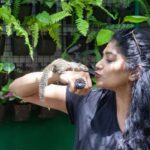 Samyukta Hornad Instagram - Team Wildlife SOS was delighted to play host to the supremely talented actor and avid animal lover, Samyukta Hornad. She visited the Bannerghatta Bear Rescue Centre today to celebrate the rescue anniversary of three of our beloved sloth bears - Gayathri, Gomathi, and Ganga. The three bears were rescued by our team as young cubs in 2006, from a small town in Karnataka. To celebrate their 16th rescueversary, the caregivers diligently prepared a fruit-laden feast along with ice popsicle treats. The happy bears devoured their special treats all in the blink of an eye! The festive day concluded as Samyukta interacted with our veterinary officers, caregivers, and other team members to learn more about our work. We are truly grateful to Samyukta Hornad for her constant support that enables us to save India's wildlife! #wildlifesos #wildlife #wildlifesosindia #bannerghatta #karnataka #rescueversary #slothbears #bears #samyukta #samyuktahornad #animals #wildlifeconservation #conservation #bearsofinstagram #rescuedanimals